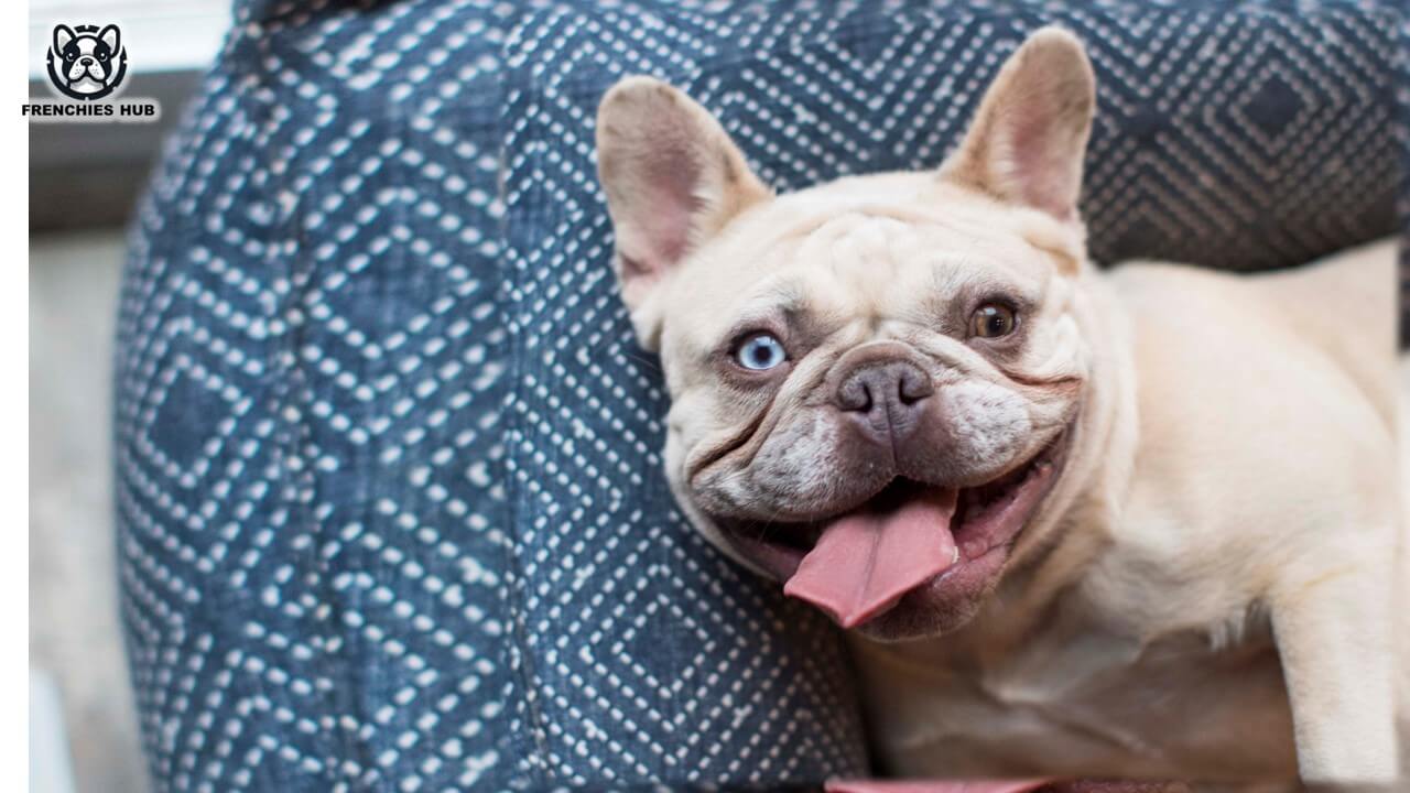 Heterochromia in French Bulldogs: Causes, Health, and Care