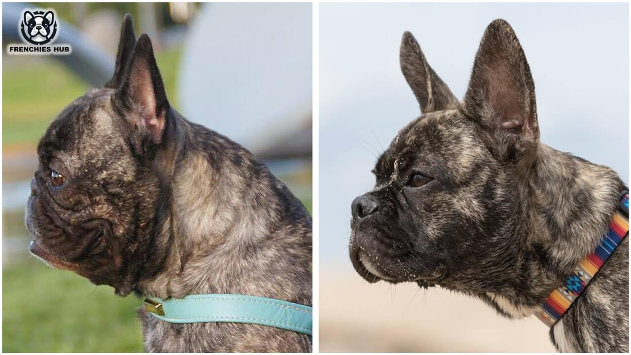 Innovative Facial Re-Engineering for a Healthier French Bulldog