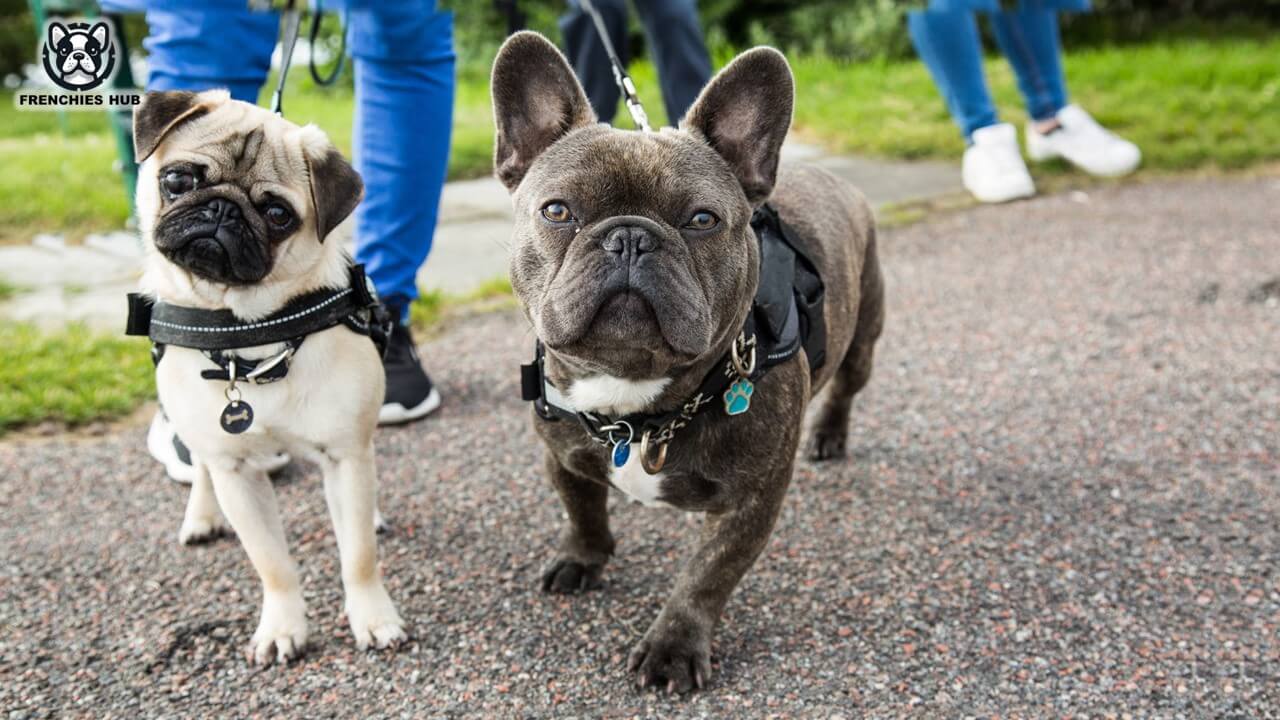 Pug vs French Bulldog – Which Breed Wins Your Heart?