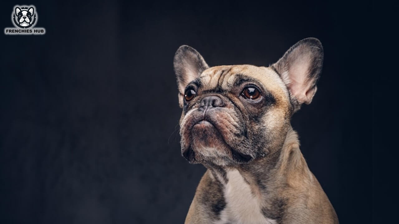 Exploring Reverse Sneeze in French Bulldogs - Major Causes and Prevention