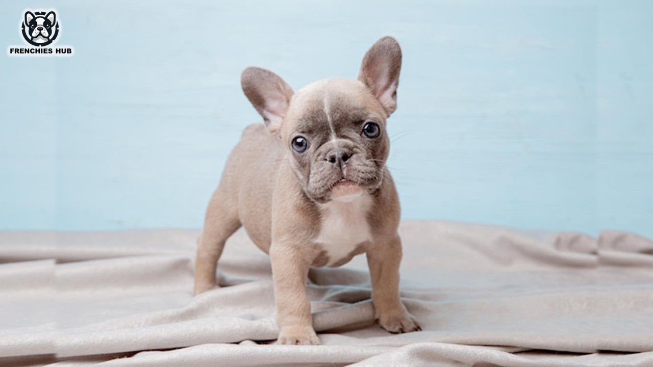 Best Age for French Bulldog Puppies to Leave Their Mother