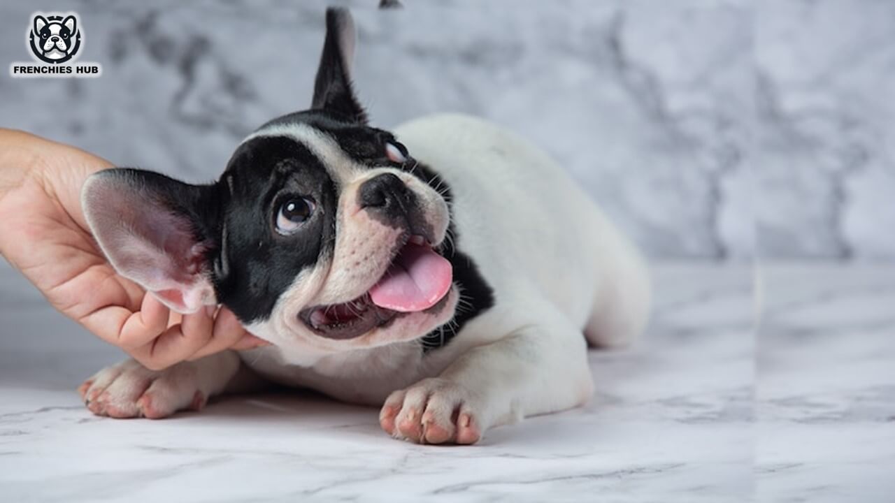 Expert Tips: How to Clean Your French Bulldog's Ears Safely and Easily