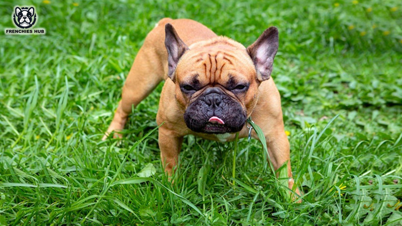 Detecting Worms in French Bulldogs: Signs and Symptoms to Watch For