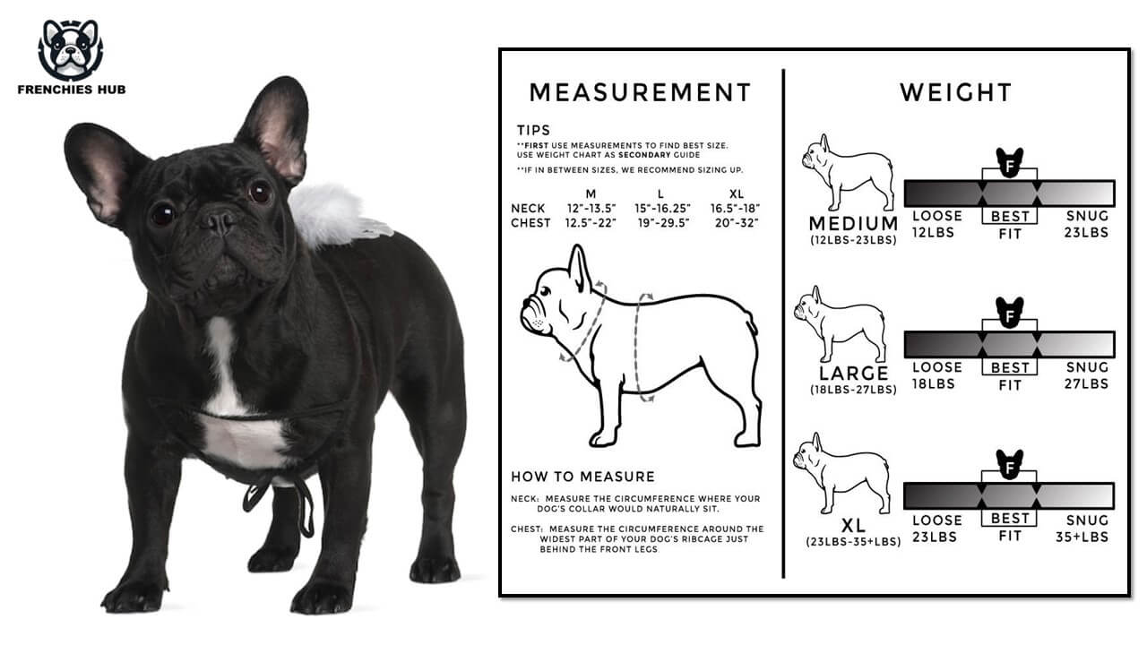 Is Your French Bulldog Overweight? Tips to Manage Frenchie Weight