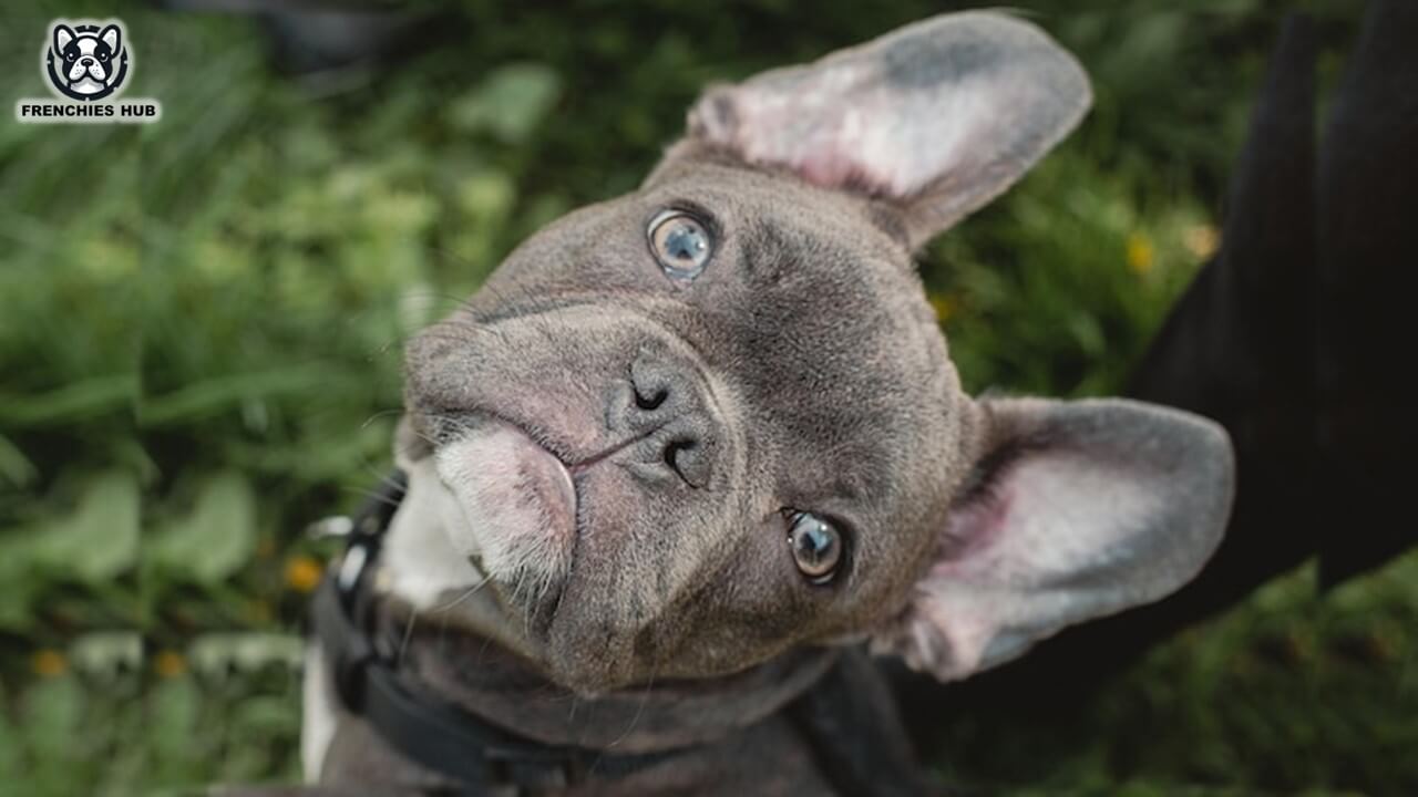 Understanding Why Your French Bulldog Sits Funny: Causes and Solutions