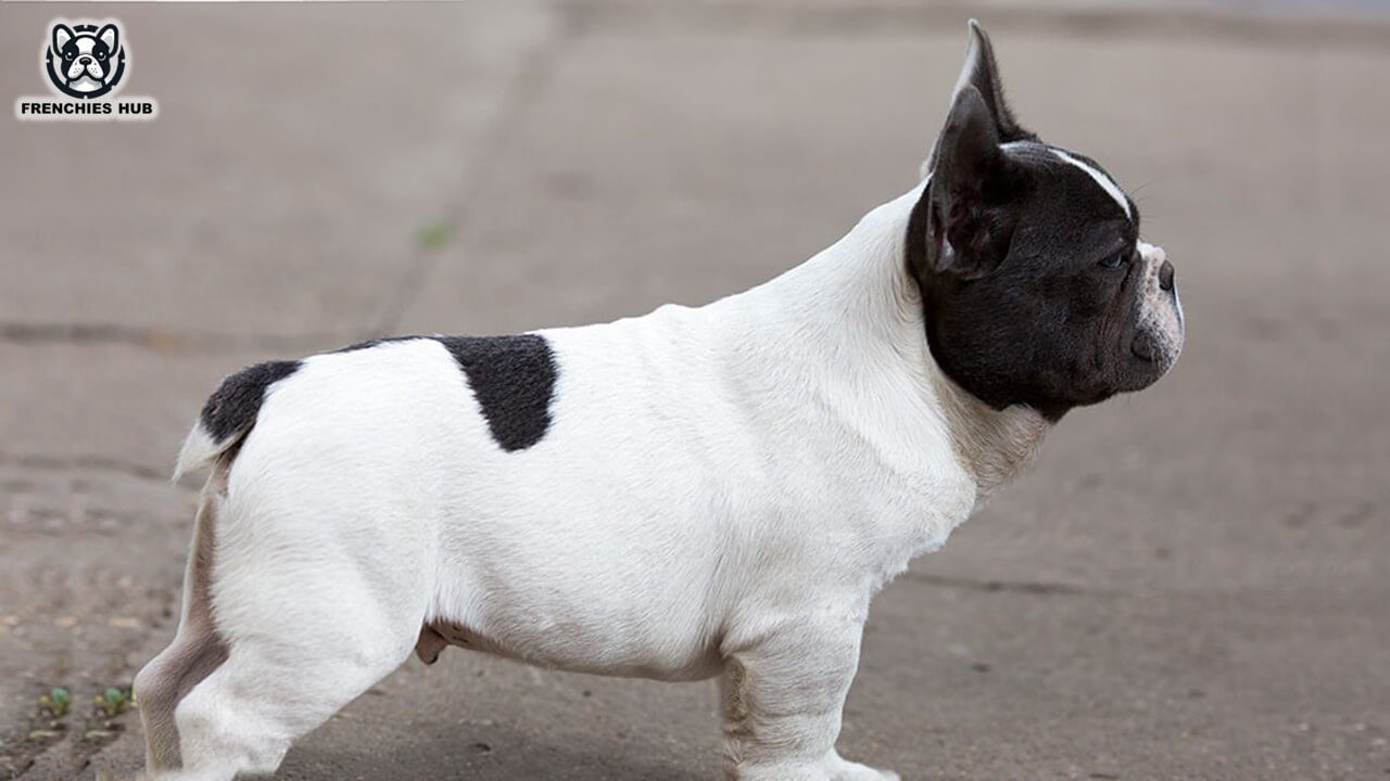 Are French Bulldog Tails Docked: Unveiling The Controversy