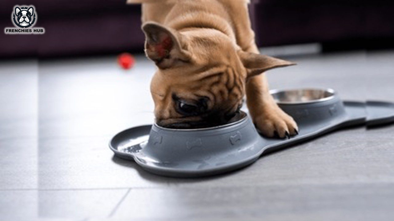 Right Bowl for Your French Bulldog