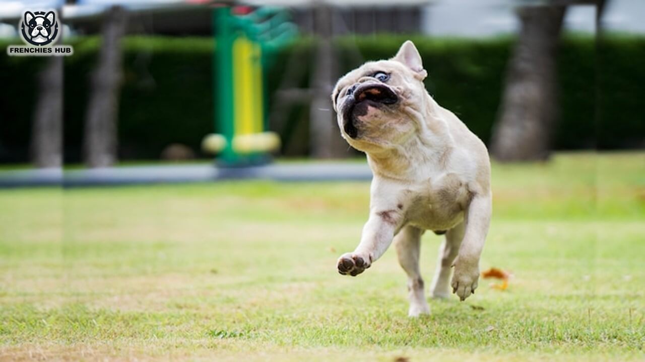 Zoomies in French Bulldogs: Why They Run Crazy and How to Handle It