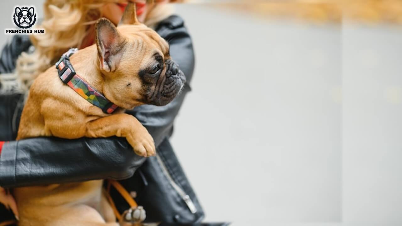 The Best Backpacks for French Bulldogs in 2024