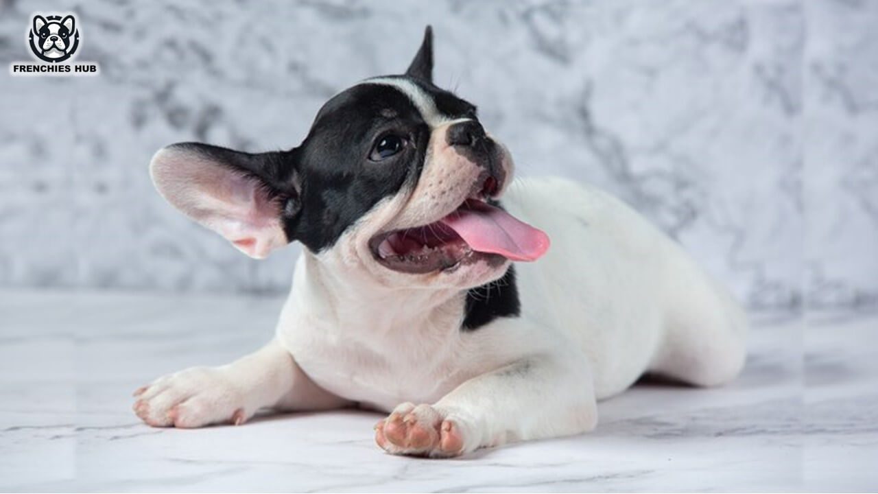 Must-Know Facts About French Bulldogs: Uncover Their Unique Charm